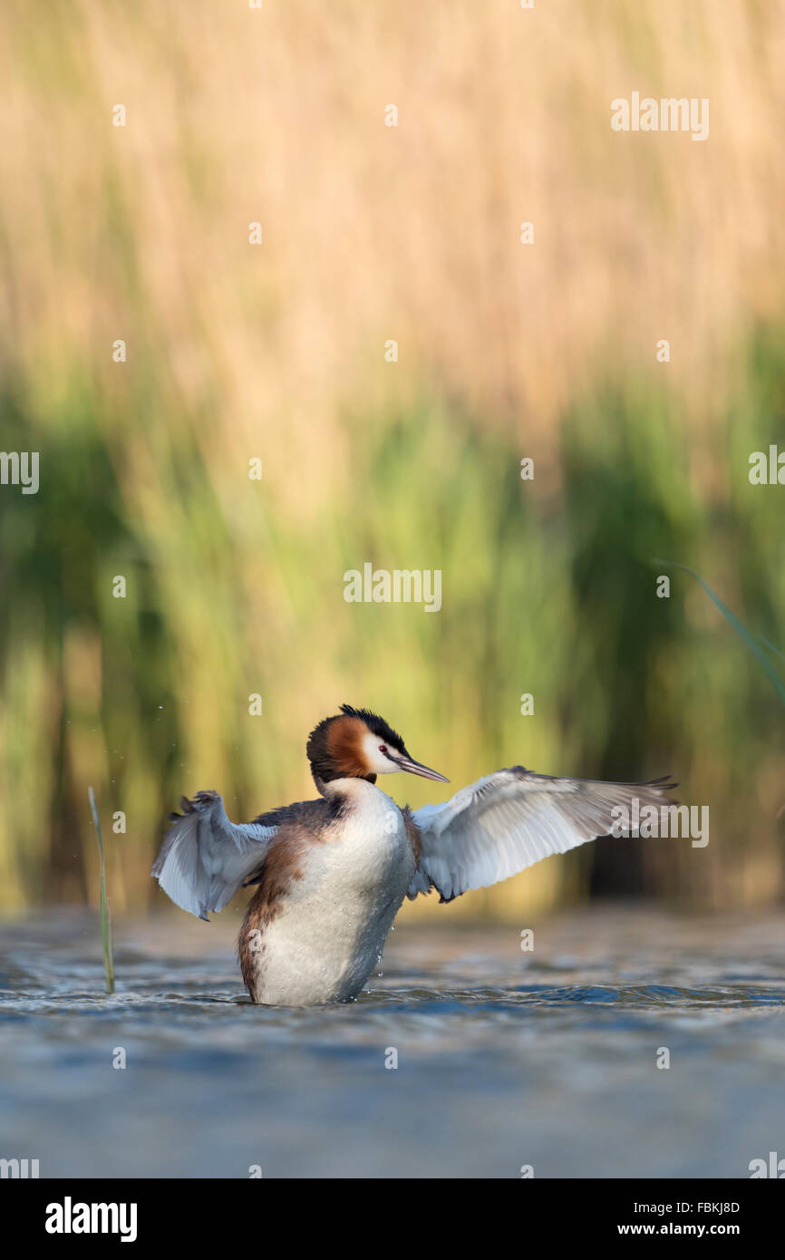 Great Crested Grebe / Haubentaucher ( Podiceps cristatus ) beating its wings, looks like a conductor. Stock Photo