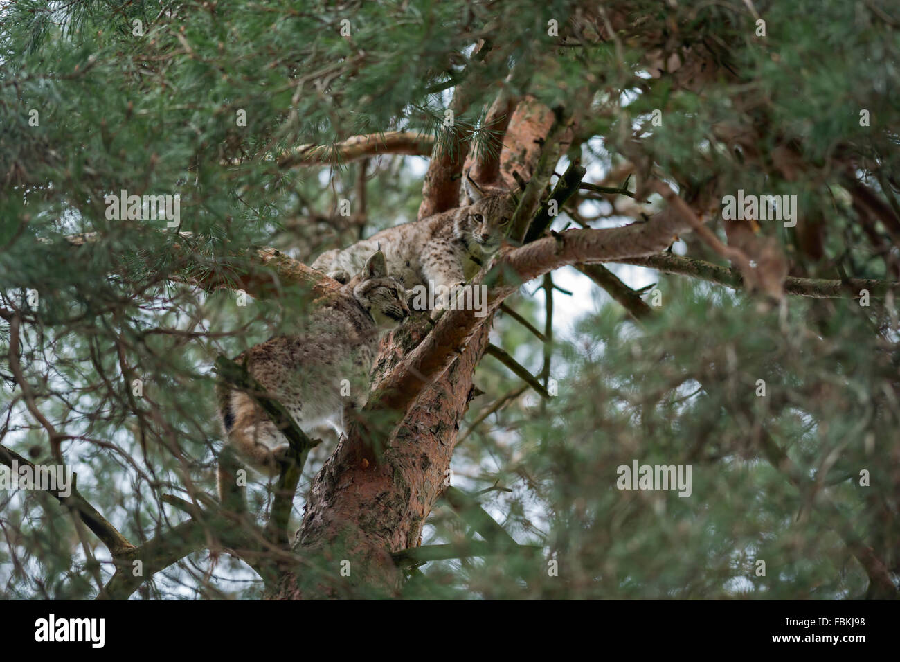 Two Eurasian Lynx / Eurasischer Luchs ( Lynx lynx ) sits, hides , climbs high up in a pine tree, well camouflaged. Stock Photo