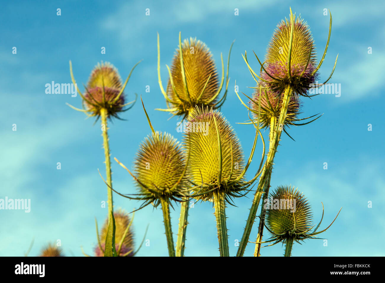 Wild Teasel, Dipsacus fullonum Stock Photo