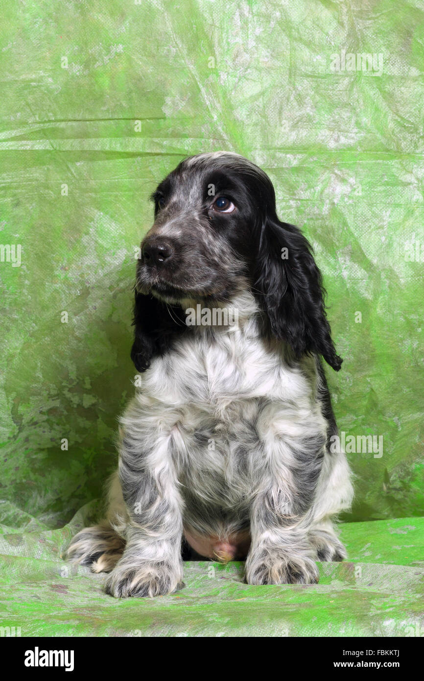 black and white as blue English Cocker Spaniel puppy on green background  Stock Photo - Alamy