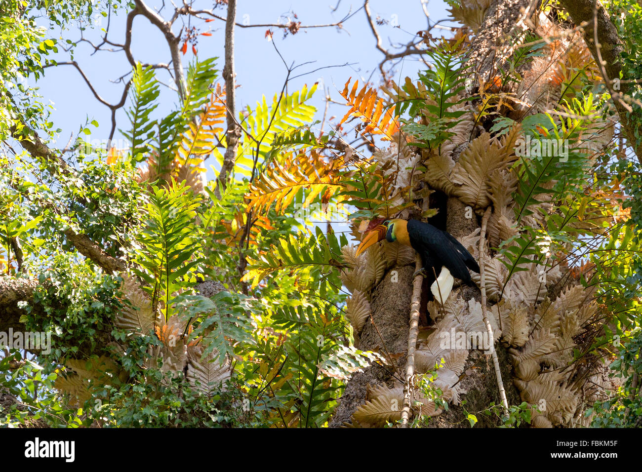 Knobbed hornbill, Aceros cassidix, fed walled female on the nest at a tree top.Tangkoko National Park, Sulawesi, Indonesia Stock Photo