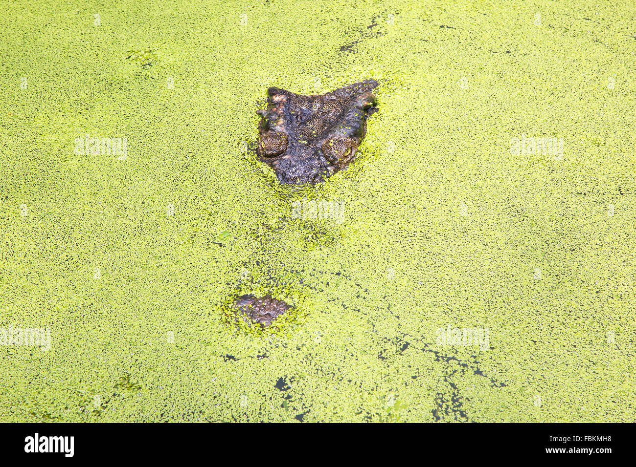 A crocodile lying in wait for it's next meal, hiding in water weed. Stock Photo