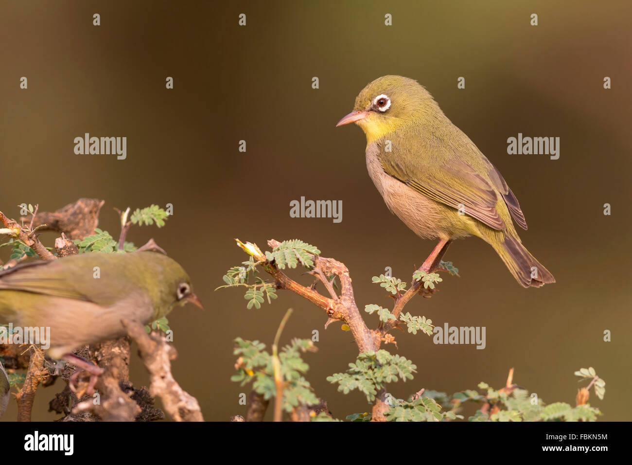 Abyssinian white-eye (Zosterops abyssinicus), perched on a branch, Ayn Hamran, Dhofar, Oman Stock Photo