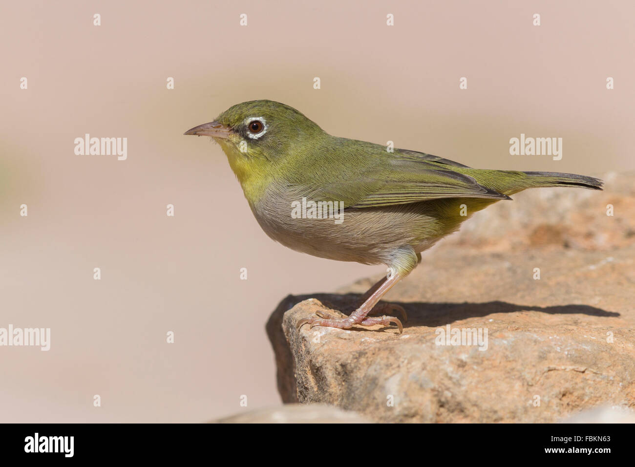 Abyssinian white-eye (Zosterops abyssinicus), standing on a rock, Wadi Darbat, Dhofar, Oman Stock Photo