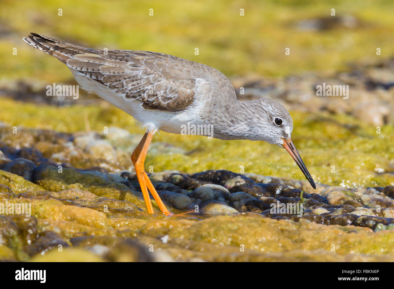 Redshank (Tringa totanus), feeding in a marsh, Qurayyat, Muscat Governorate, Dhofar, Oman Stock Photo