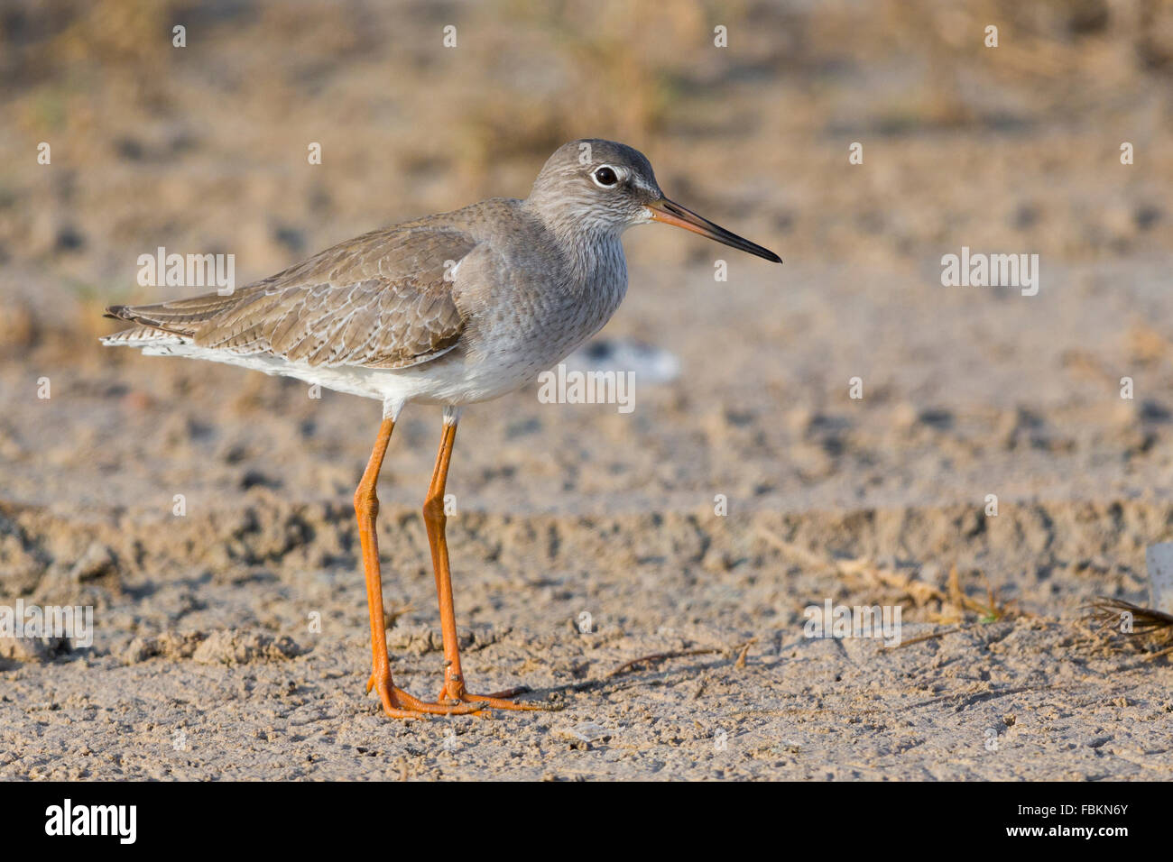 Redshank (Tringa totanus), standing on the mud, Salalah, Dhofar, Oman Stock Photo