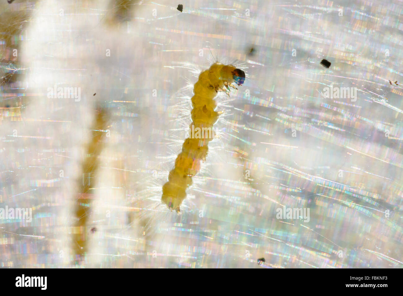 Tent caterpillar colony. Stock Photo