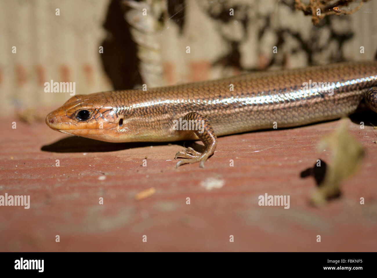 Five-lined skink lizard warms up in a sunny spot Stock Photo