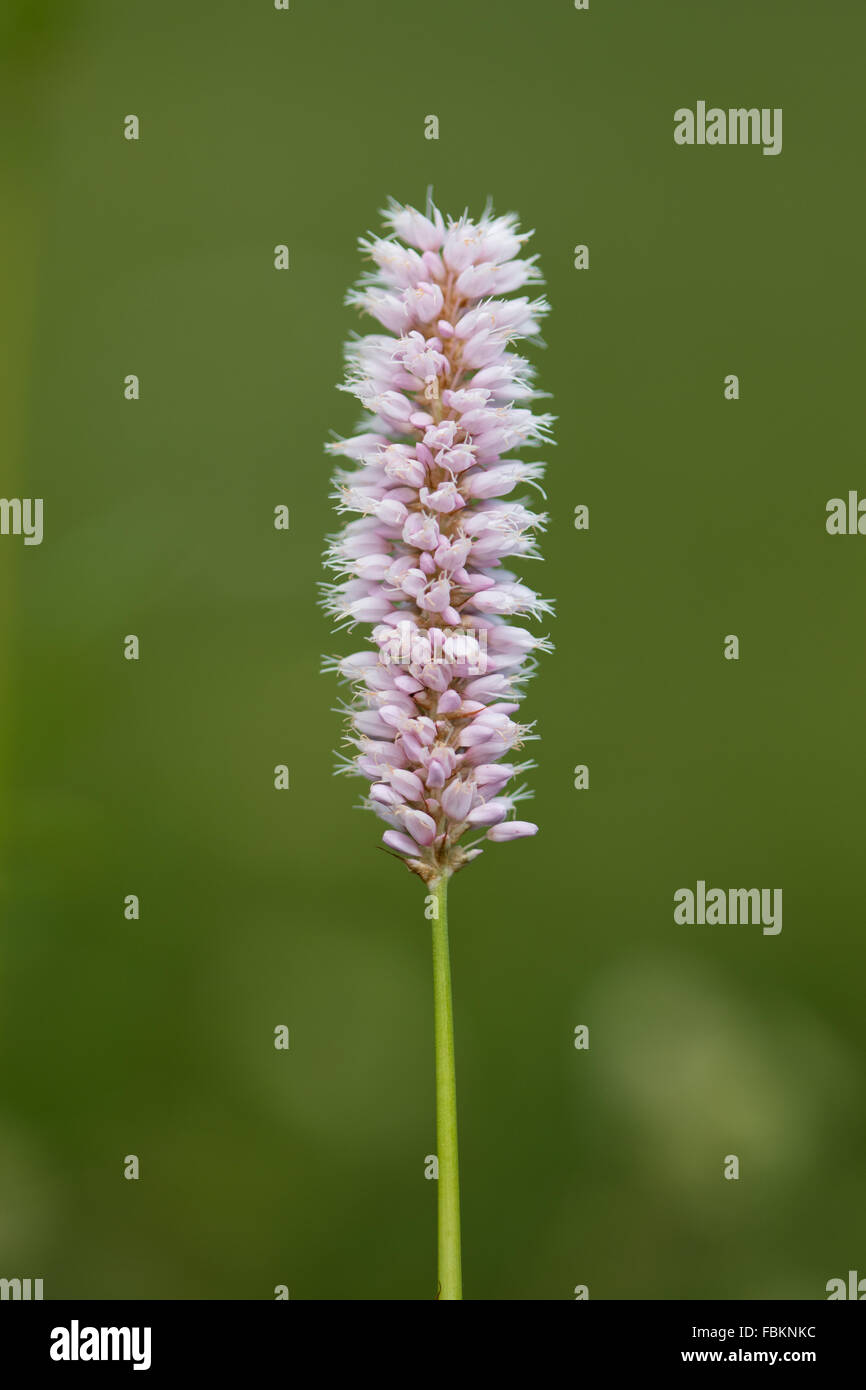 Bistort (Persicaria bistortia Stock Photo Alamy