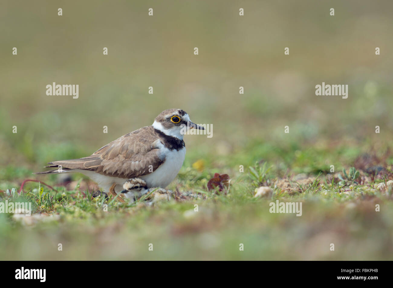 Little Ringed Plover / Flussregenpfeifer ( Charadrius dubius ) with cute little fledgling gathering under its belly plumage. Stock Photo