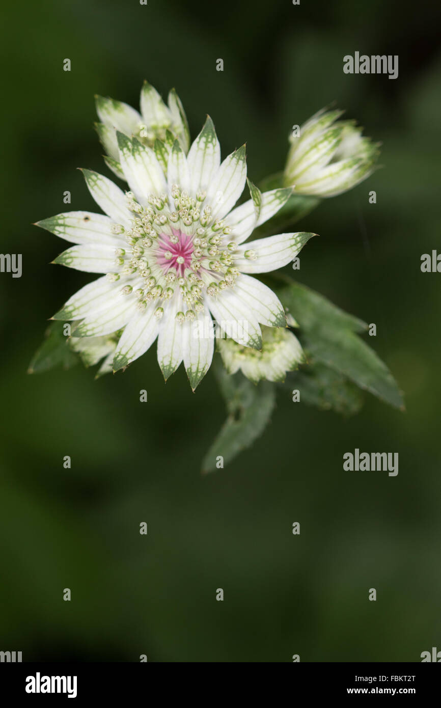 Astrantia (Astrantia major) flower Stock Photo