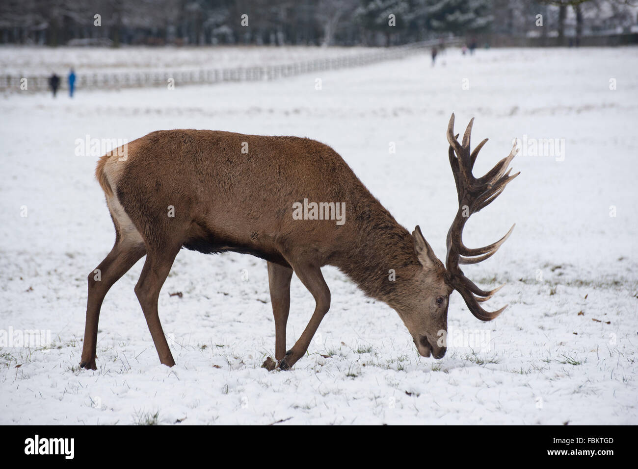 Winter Stagg Stag walking along in the snow Stock Photo - Alamy