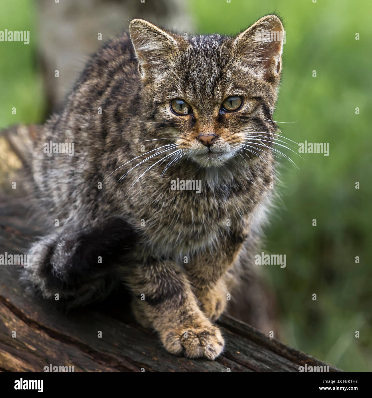 Scottish wildcat hires stock photography and images Alamy