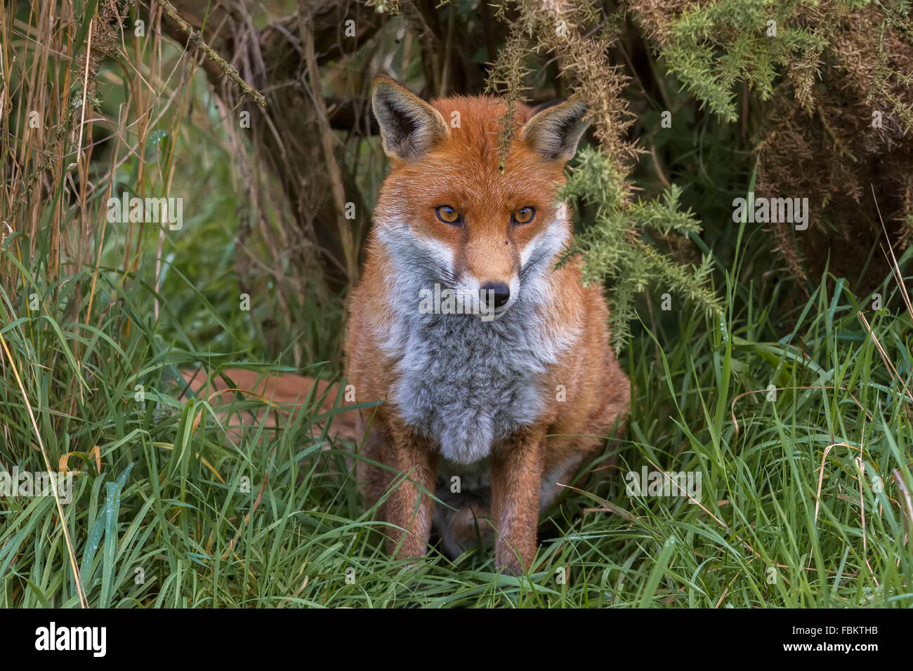 Nervous Fox (Canidae Vulpini ) Berkshire UK Stock Photo