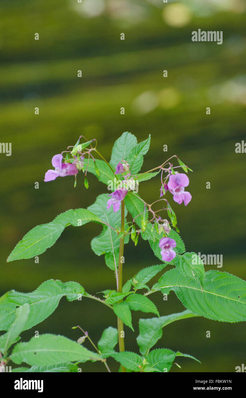 Himalayan balsam (Impatiens glandulifera) Stock Photo