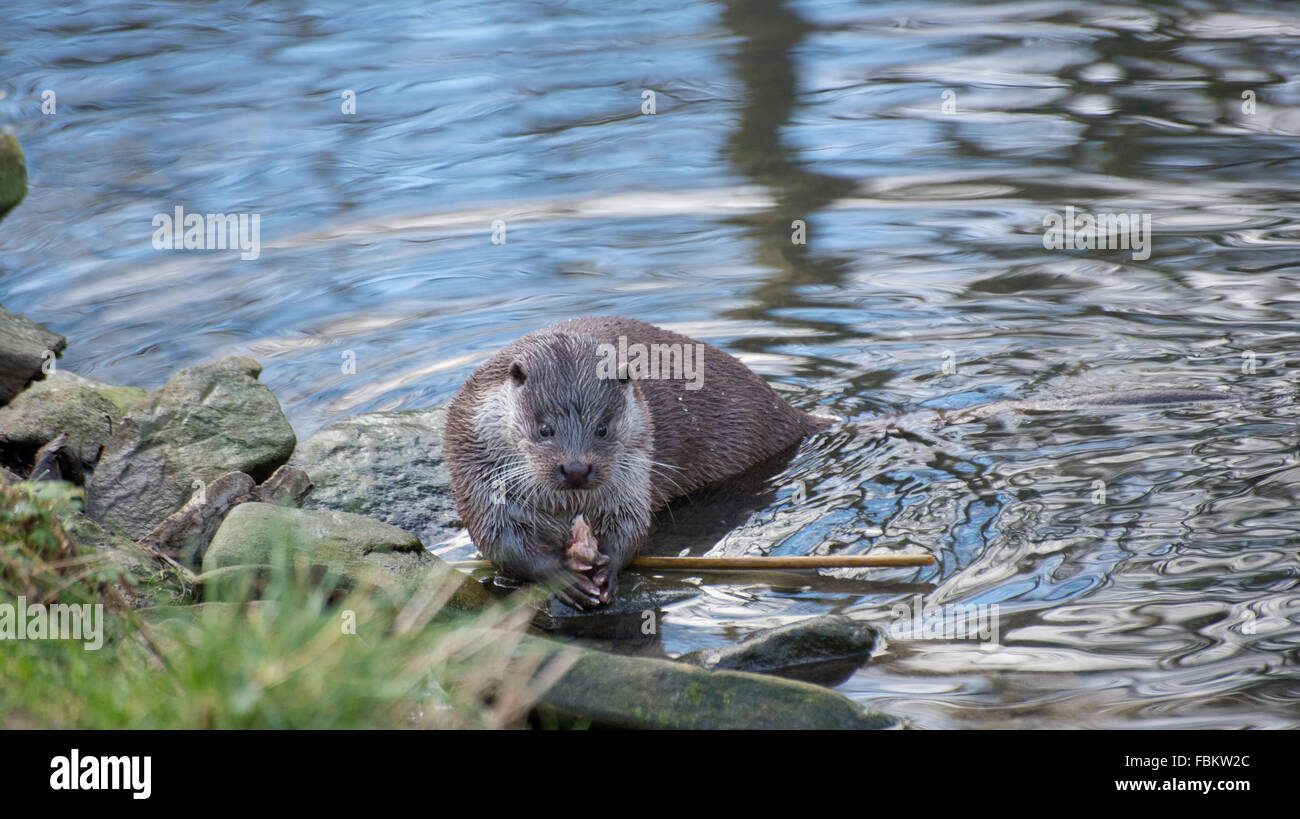 Otter eating a roach Stock Photo