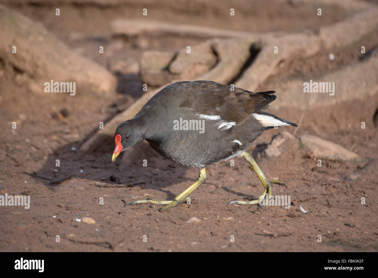 Moorhen Stock Photo