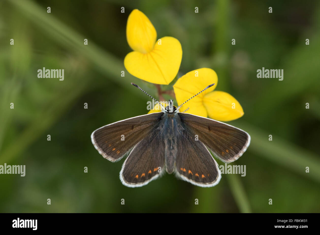 Northern Brown Argus (Aricia artaxerxes) resting on a vetch (Lotus sp.) flower Stock Photo