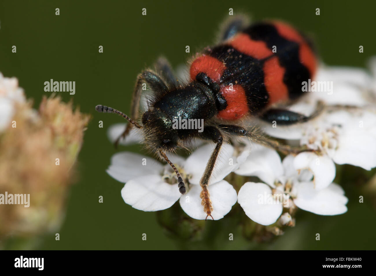 Trichodes alvearius (Checkered Beetle) on Yarrow (Achillea millefolium) flowers Stock Photo