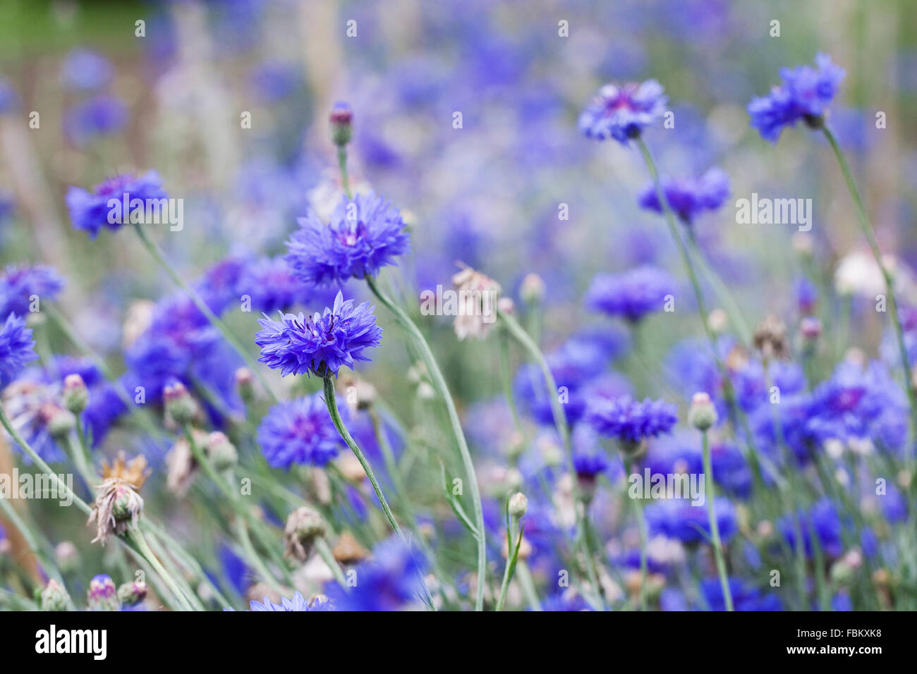 Cornflowers in a wildflower meadow at the end of Summer. Stock Photo
