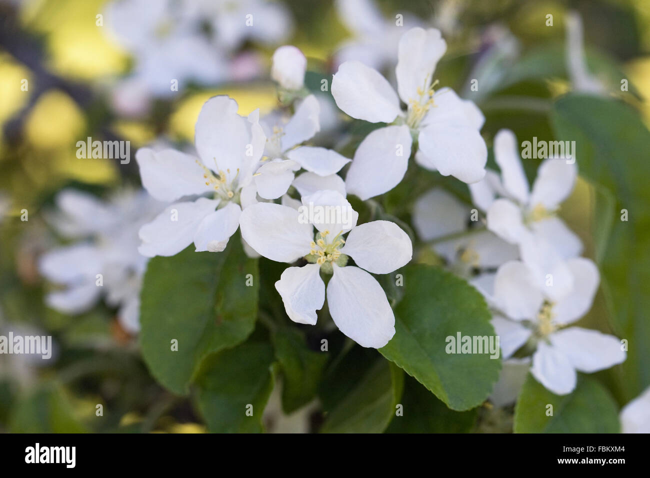 Malus spectabilis flowers. Apple blossom in Spring. Stock Photo