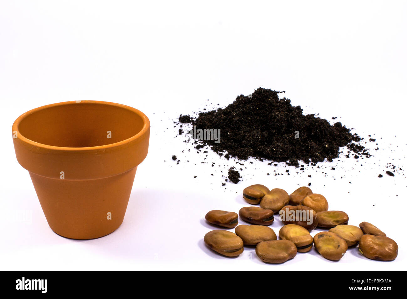 seed, compost, beans, plant pot, plants, soil, Stock Photo