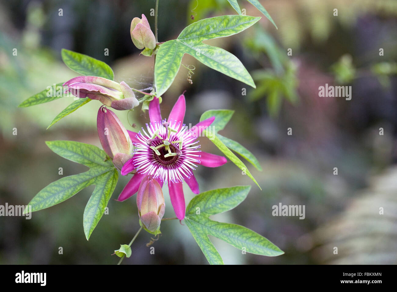Passiflora x violacea flower. Passion flower growing in a protected environment. Stock Photo