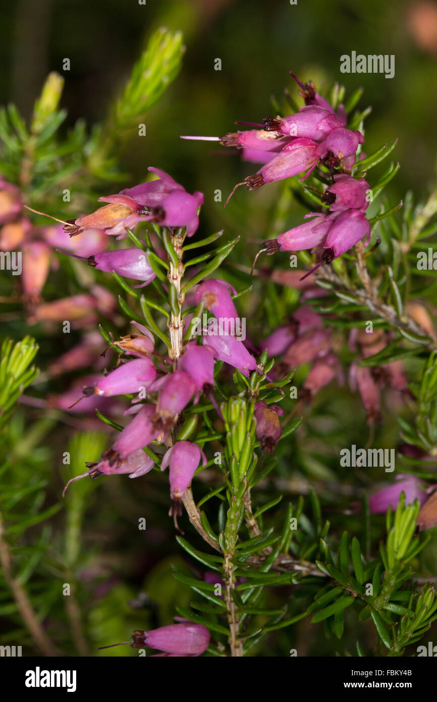 Erica carnea (Alpine Heath) flowers Stock Photo