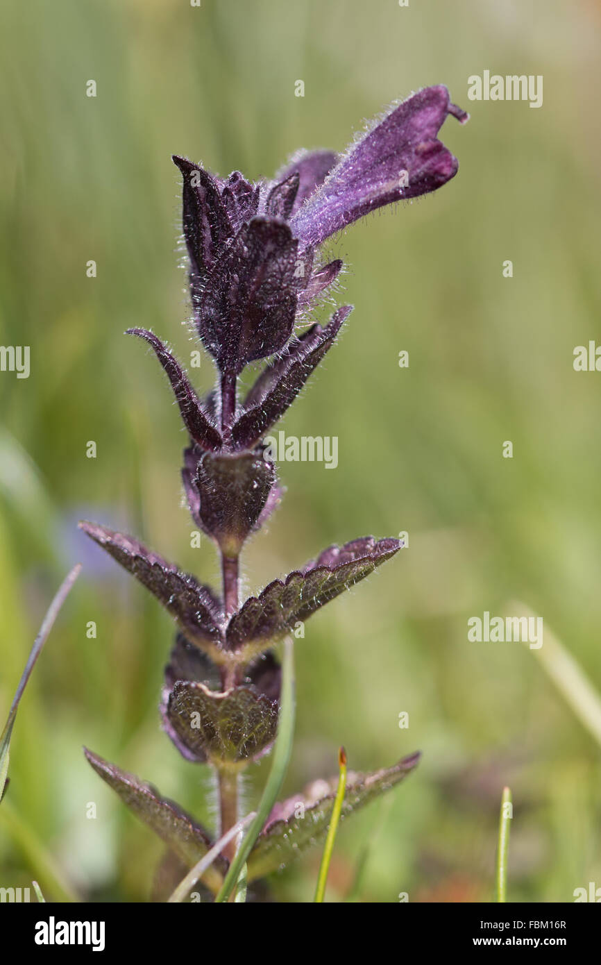 Alpine Bartsia (Bartsia alpina) flower Stock Photo