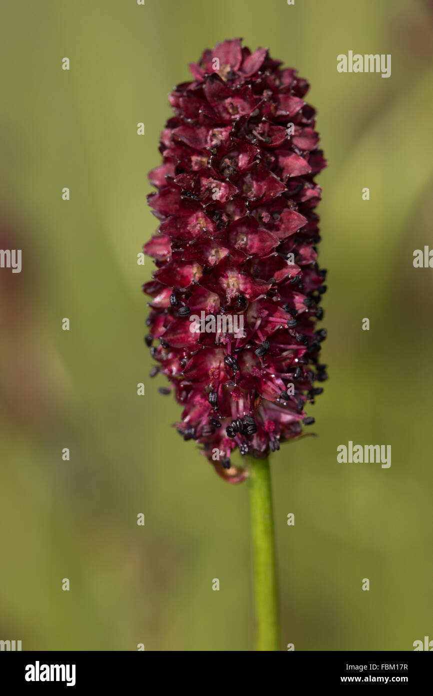 Great Burnet (Sanguisorba officinalis) flower Stock Photo