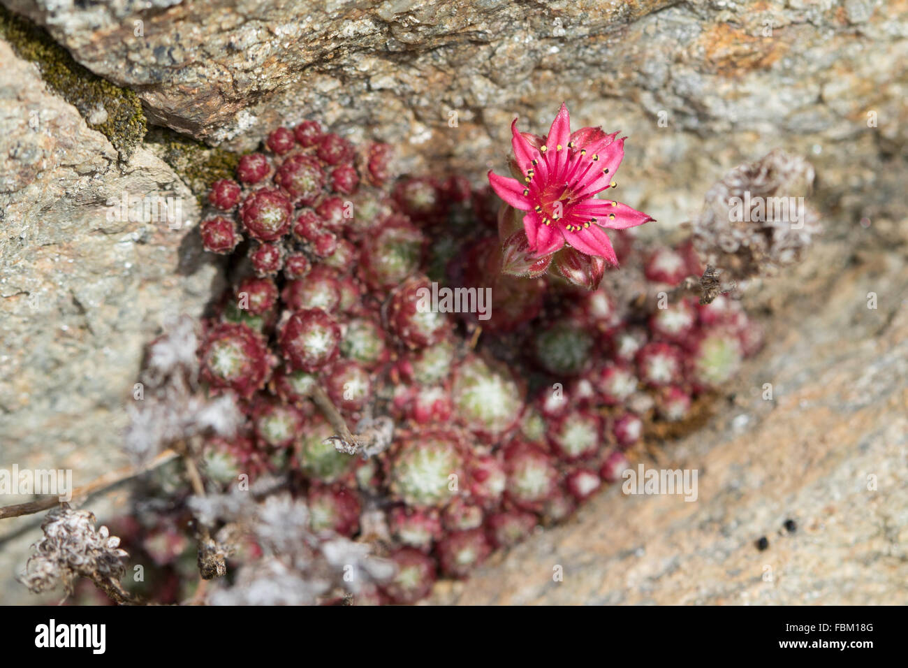 Cobweb Houseleek (Sempervivum arachnoideum) flower in a rock crevice Stock Photo