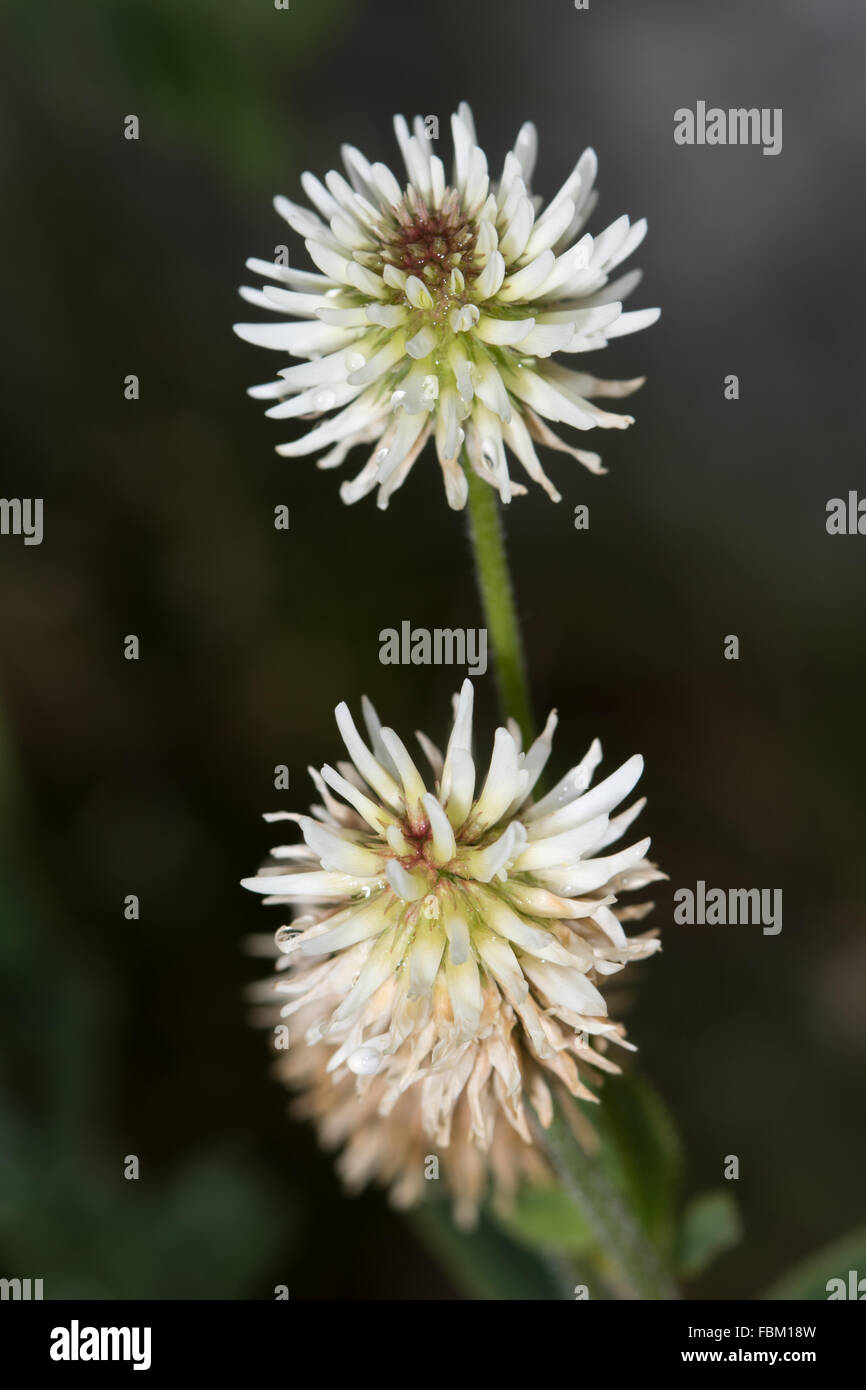 Mountain Clover (Trifolium montanum) flowers Stock Photo
