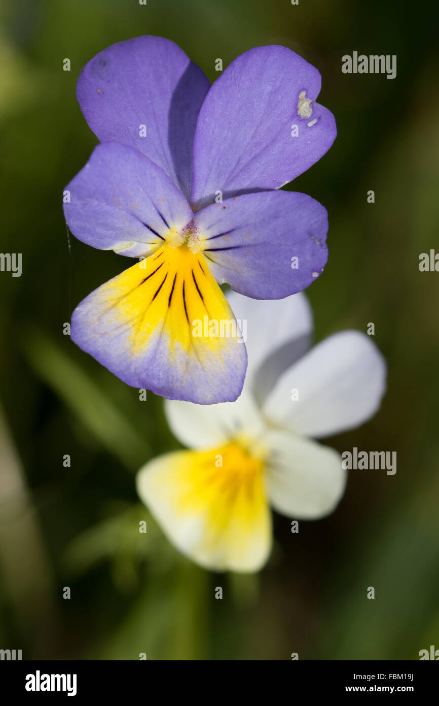 Heartsease (Viola tricolor) flowers Stock Photo