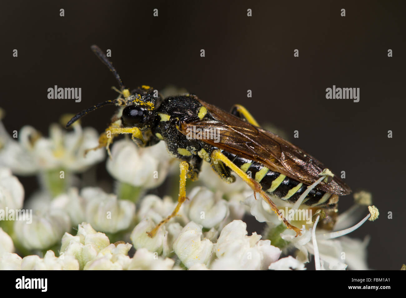 pollen-covered yellow-and-black striped sawfly (Tenthredinidae) on umbellifer flowers Stock Photo