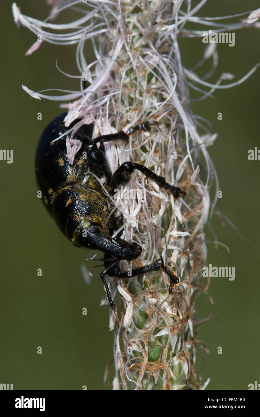 Pine Weevil (Hylobius abietis) Stock Photo