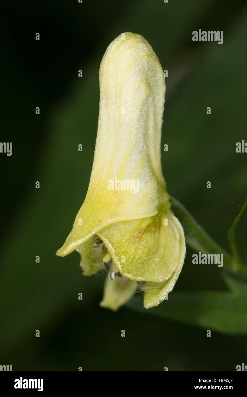 Wolfsbane (Aconitum lycoctonum) flower Stock Photo