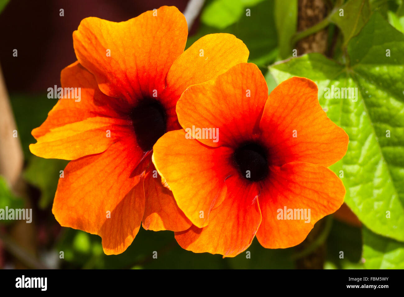 Flowers of the annual climber Thunbergia Sunshine Susie Red Orange Stock Photo