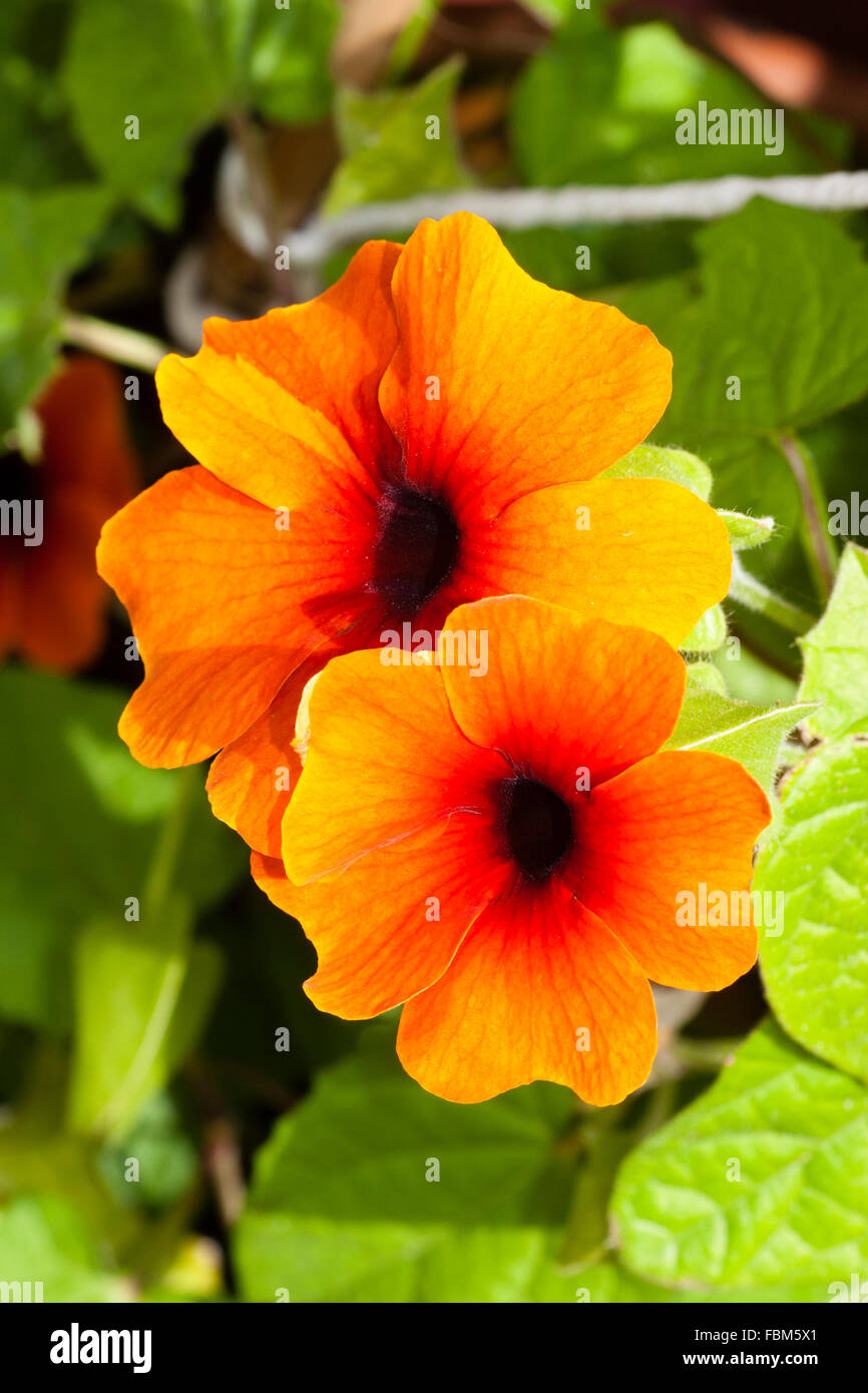 Flowers of the annual climber Thunbergia 'Sunshine Susie Red and Orange' Stock Photo