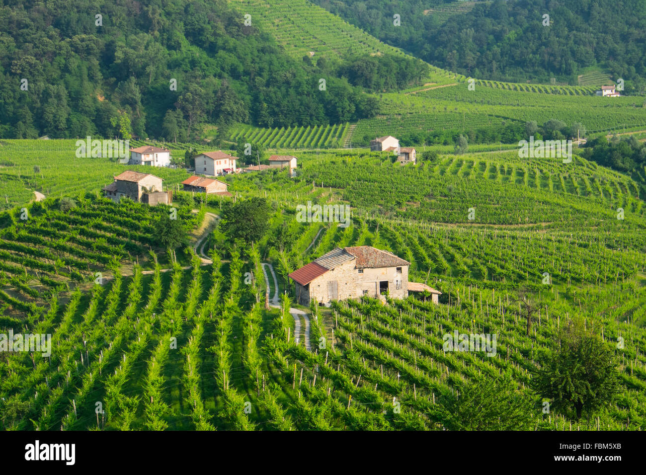 prosecco vinyards at Valdobbiadene Stock Photo