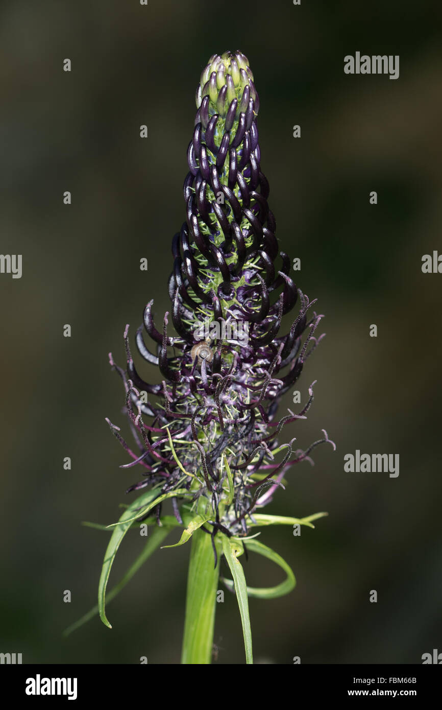 Black Rampion (Phyteuma ovatum) Stock Photo