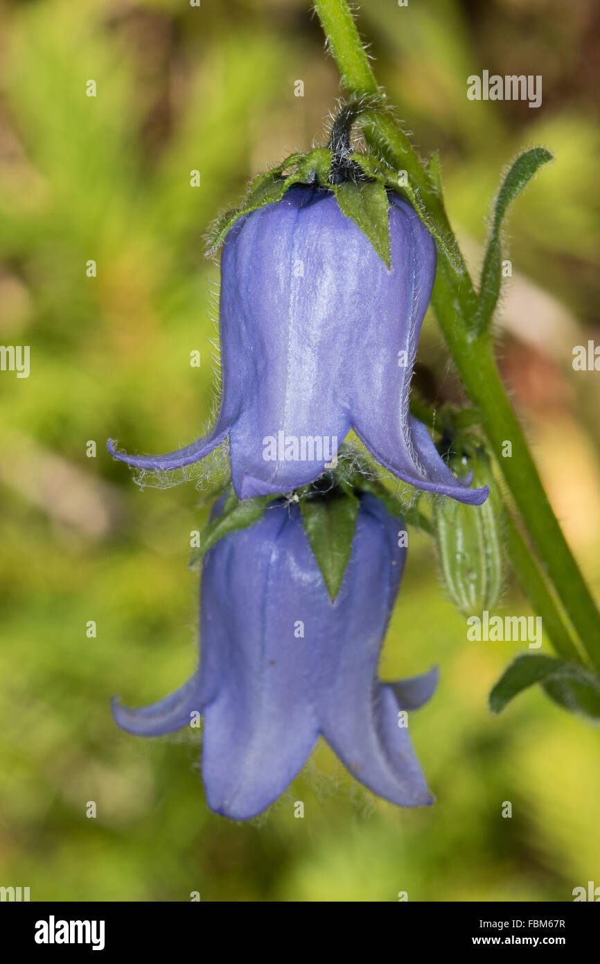 Bearded Bellflower (Campanula barbata) Stock Photo