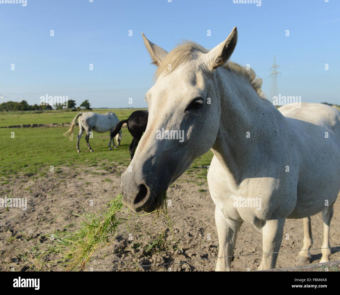 Horse Chewing A Plant Stock Photo Alamy