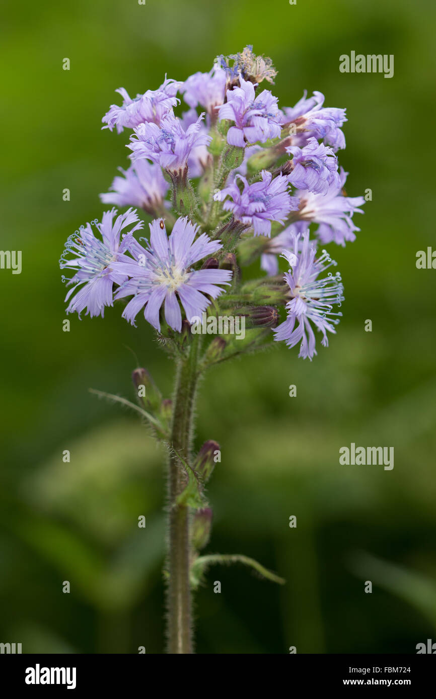 Alpine Blue-sow-thistle (Cicerbita alpina) flowers Stock Photo