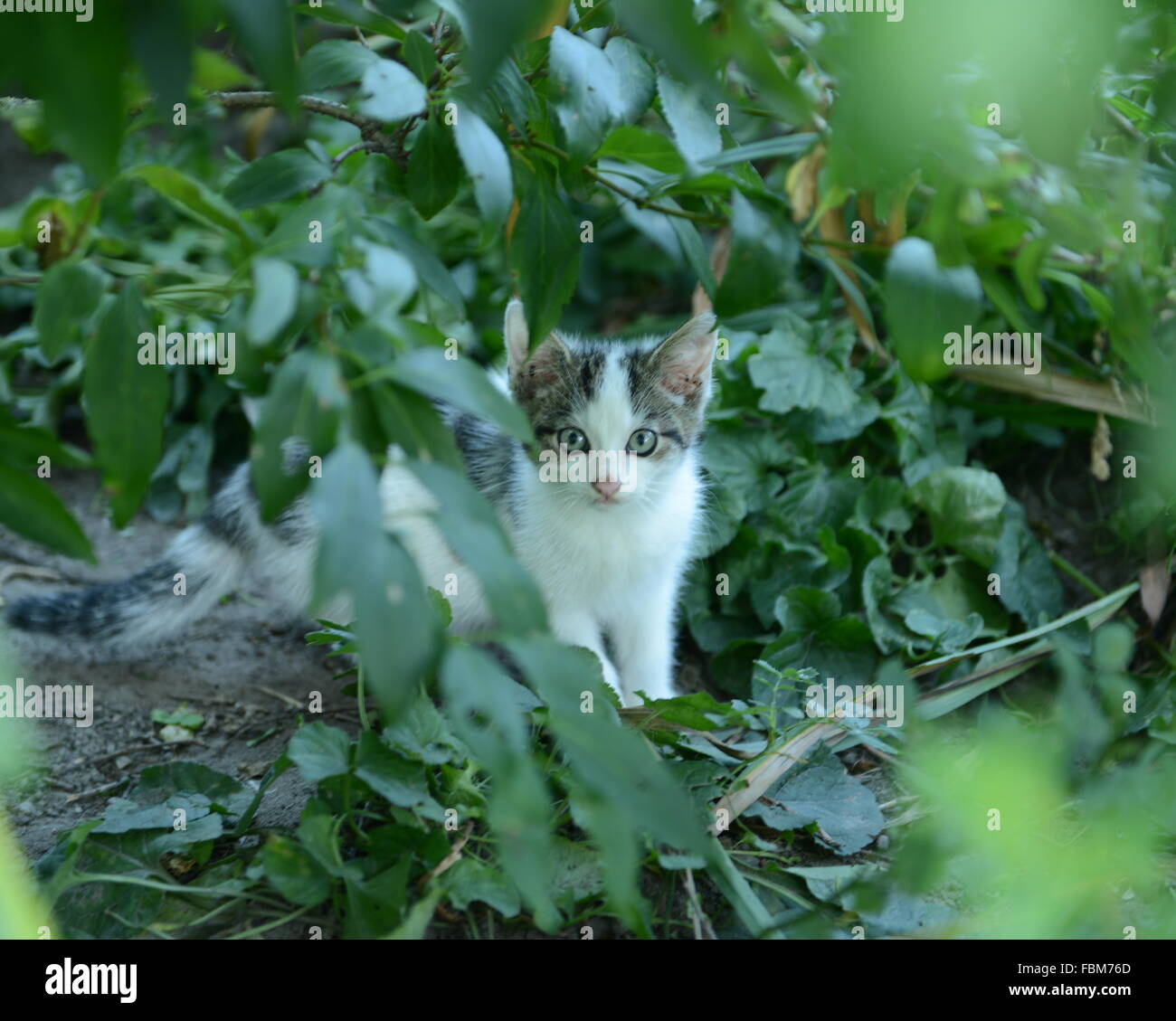 Tabby Cat In Backyard Stock Photo Alamy