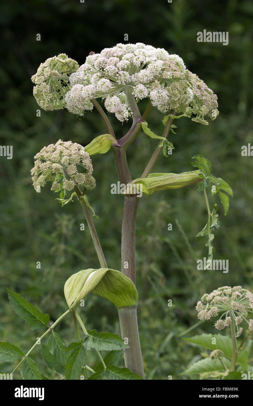 Wild Angelica (Angelica sylvestris Stock Photo Alamy