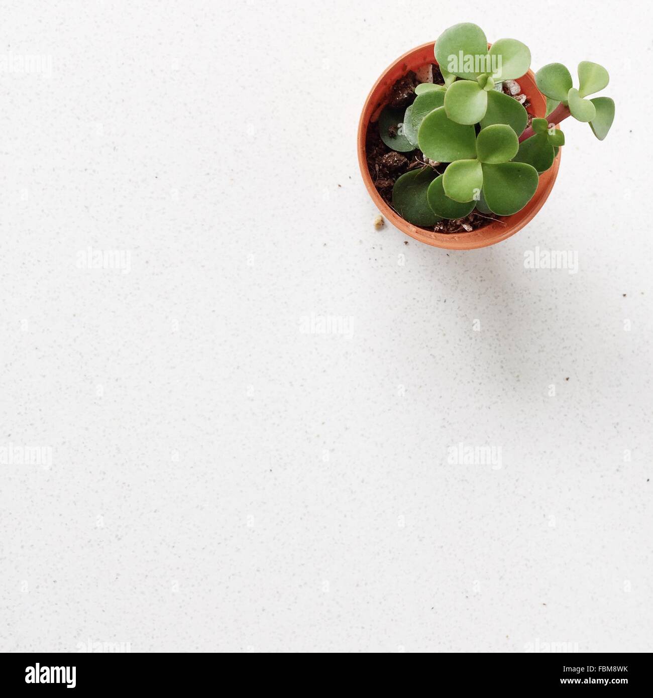 Overhead view of a succulent plant in a flower pot Stock Photo - Alamy