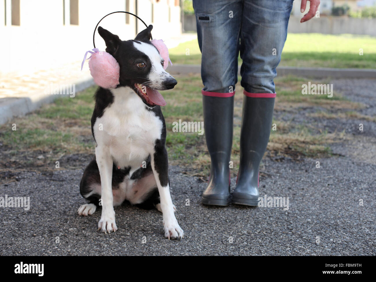 Woman standing with Dog wearing pink ear muffs Stock Photo