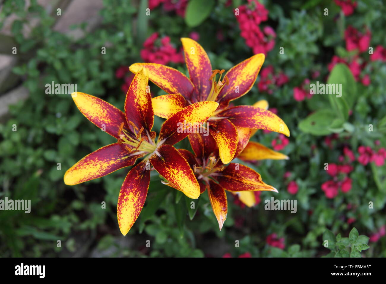 Asiatic Lilies Stock Photo