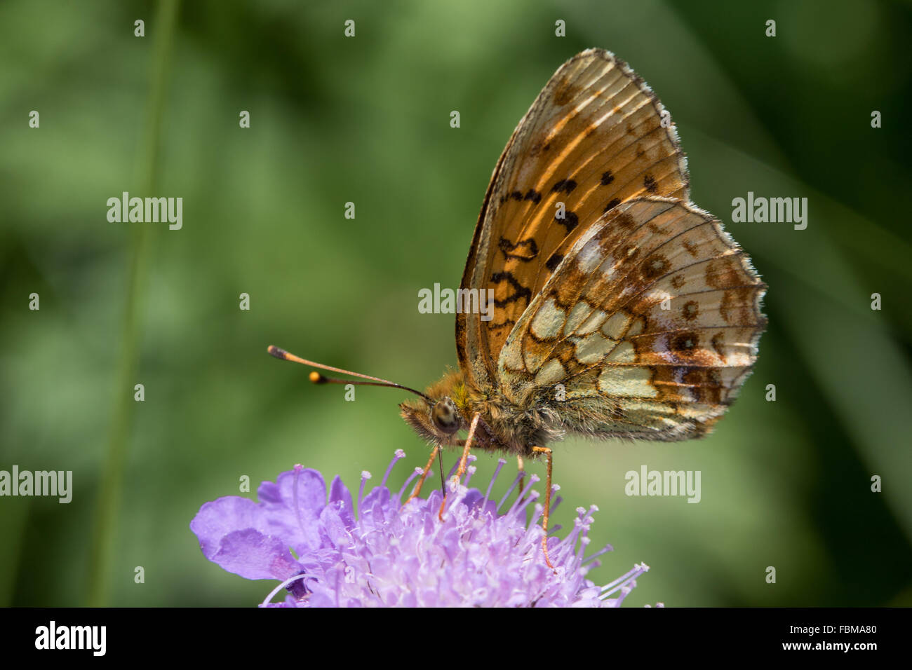 Lesser Marbled Fritillary (Brenthis ino) feeding on a Field Scabious (Knautia arvensis) flower Stock Photo