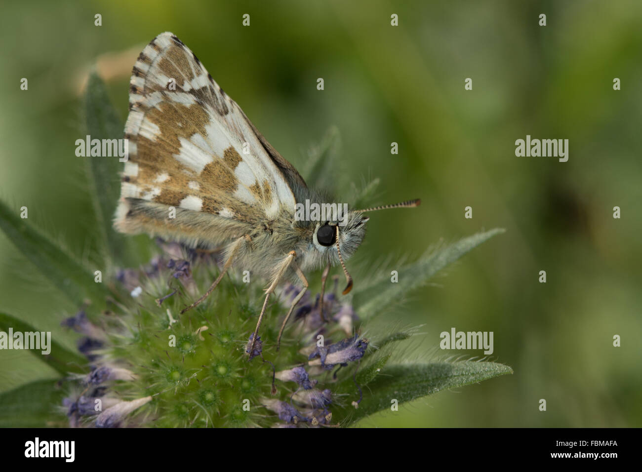 Large Grizzled Skipper (Pyrgus alveus) butterfly Stock Photo